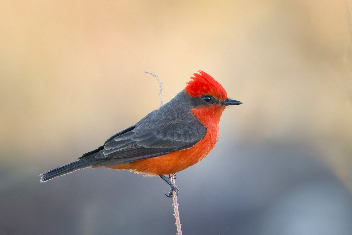 Vermilion Flycatcher - ML516347971