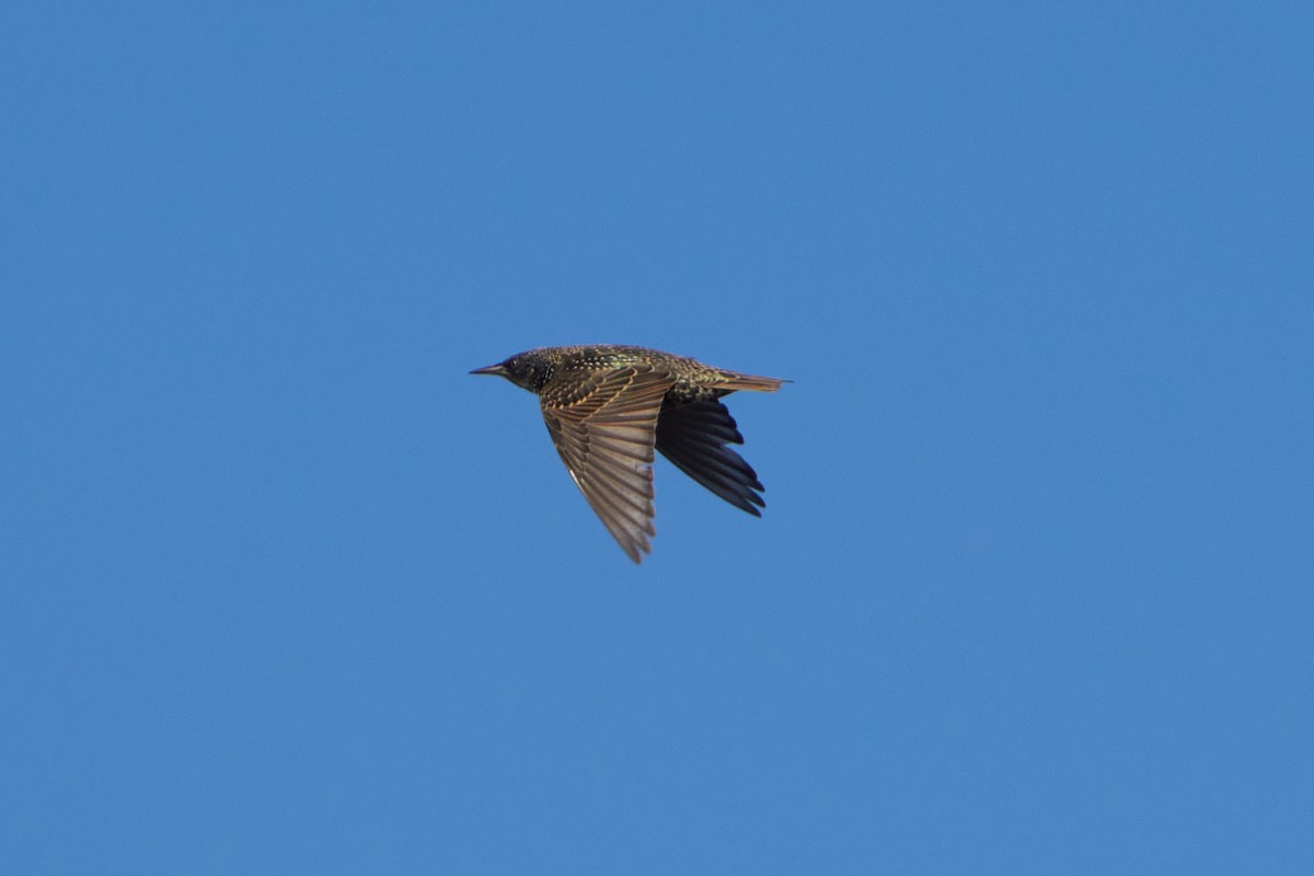 European Starling - David Anderson