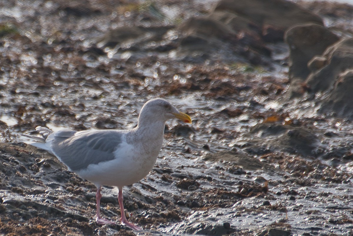 Glaucous-winged Gull - ML516348371