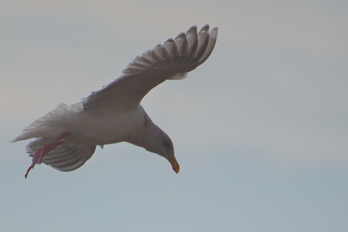 Glaucous-winged Gull - ML516348381