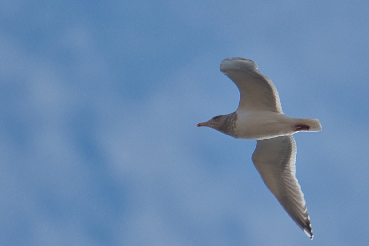 Glaucous-winged Gull - ML516348481