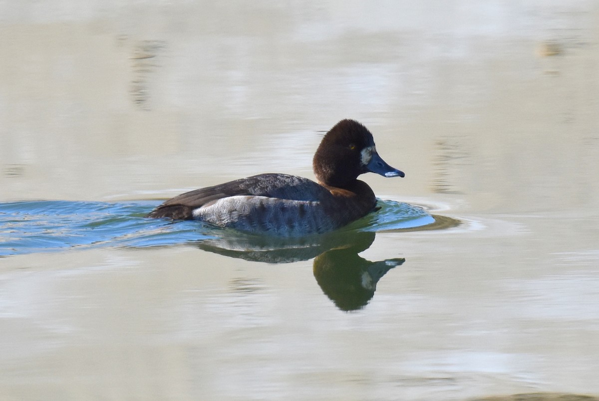 Lesser Scaup - ML516350001