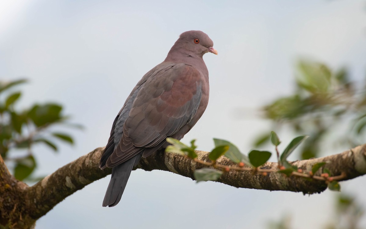 Red-billed Pigeon - Jordan Broadhead