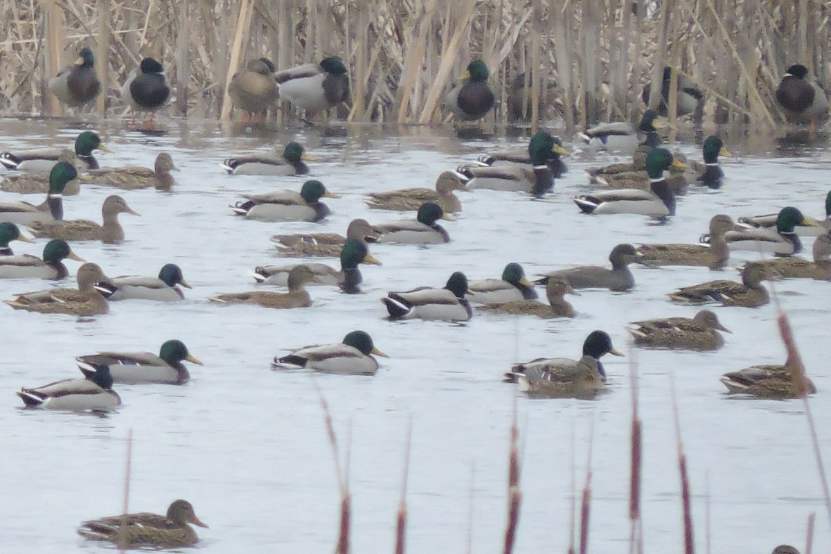 Gadwall - ML516351971