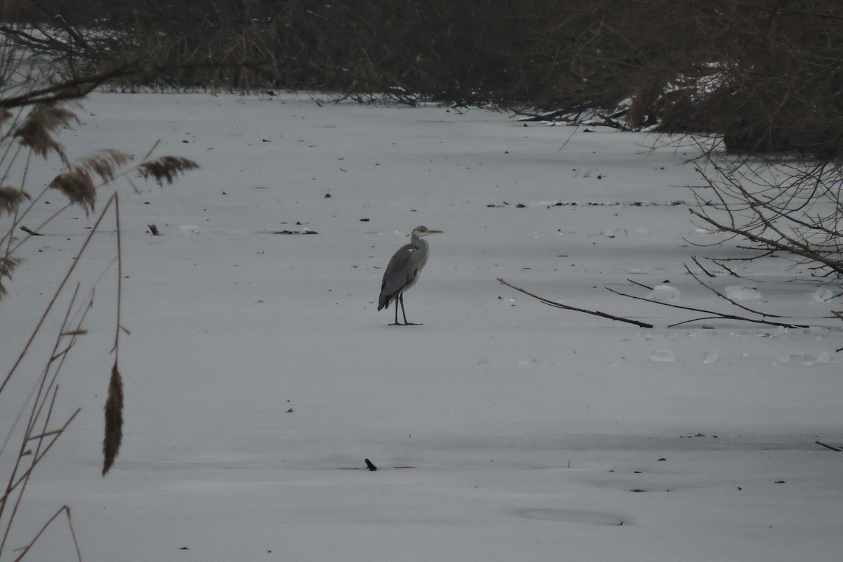 Gray Heron - Olexandr Ghryb