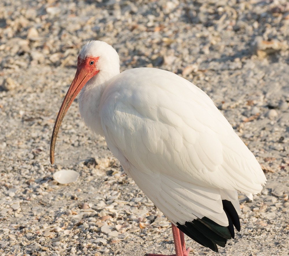 ibis bílý - ML51635291