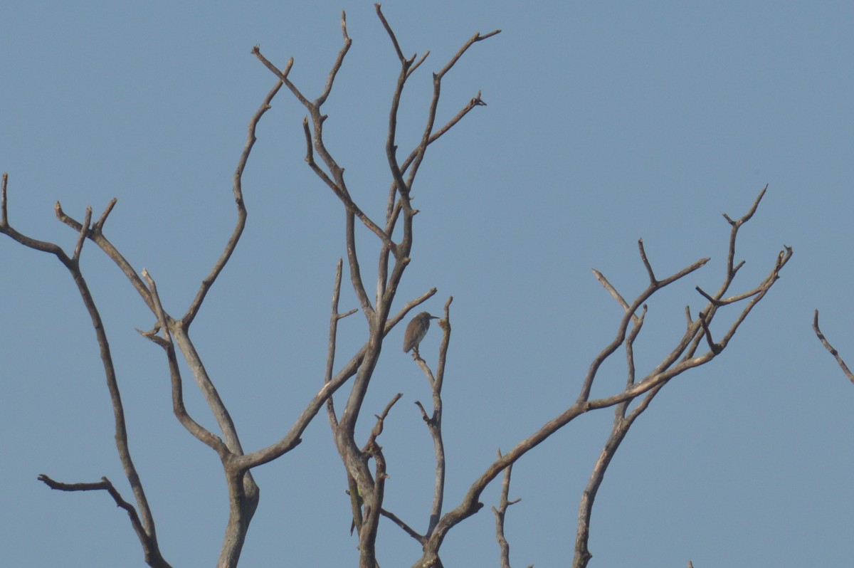 Indian Pond-Heron - Karthik Thrikkadeeri