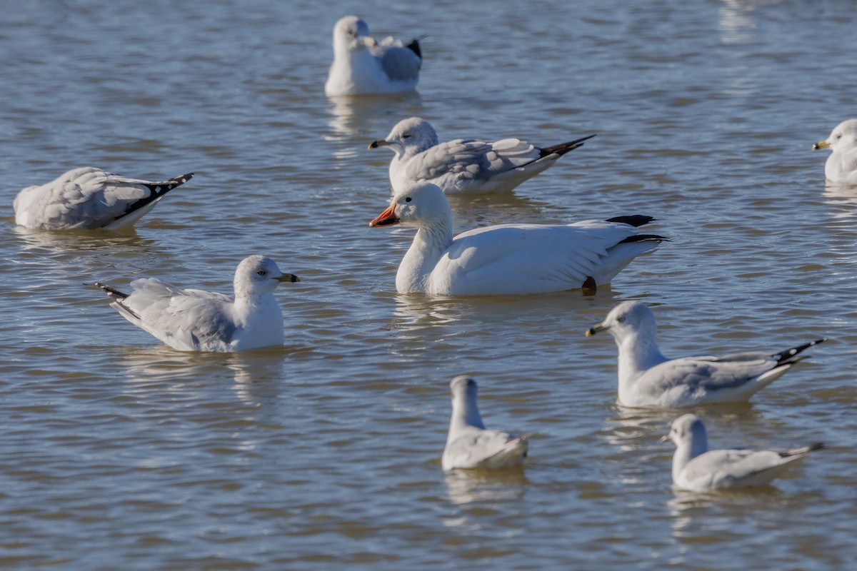 Snow Goose - ML516354081