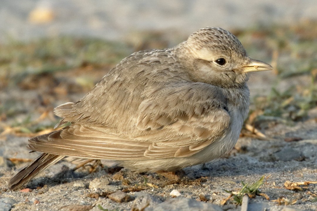 Sand Lark - ML516354891