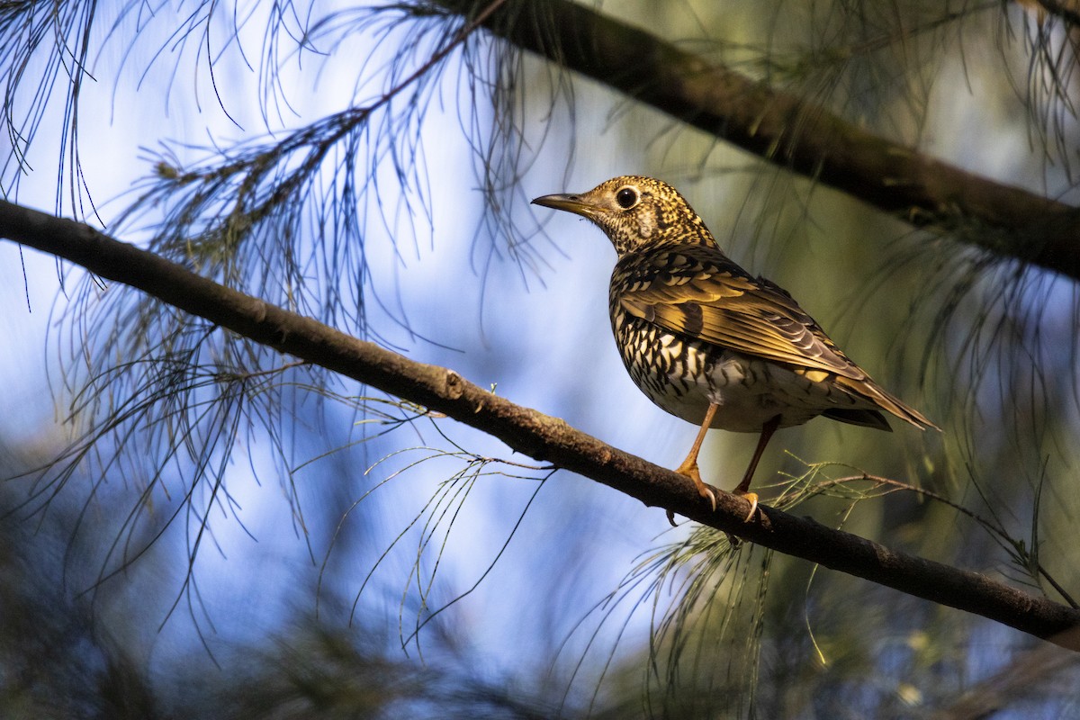 White's Thrush - ML516355541