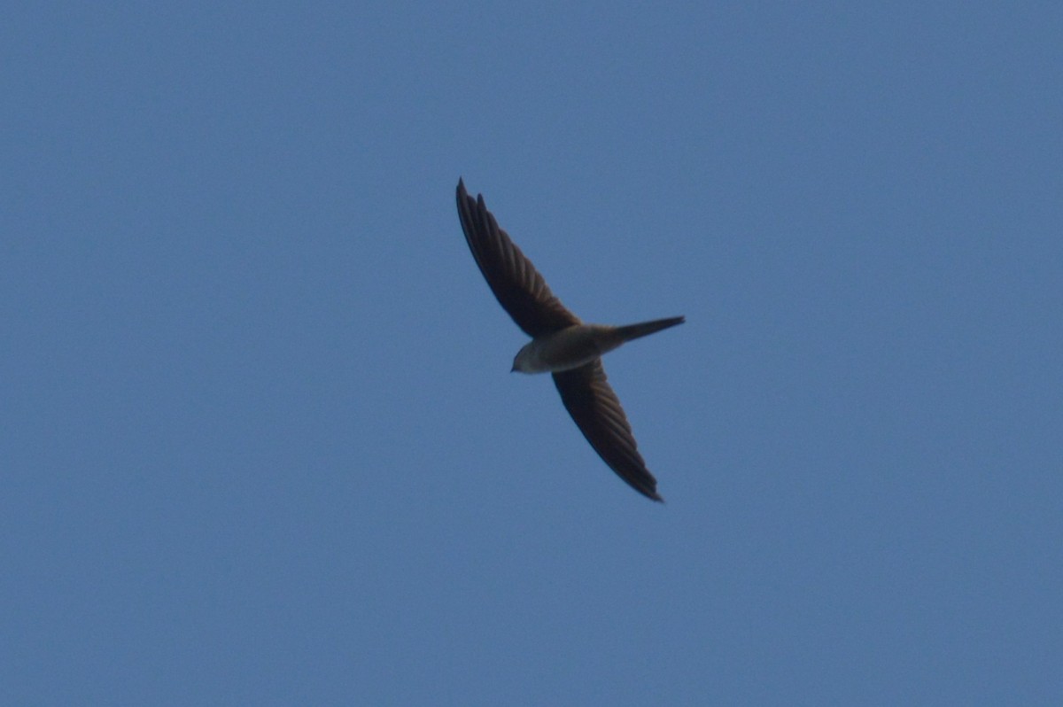 Asian Palm Swift - ML516356351