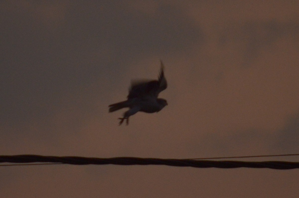 Black-winged Kite - ML516356541