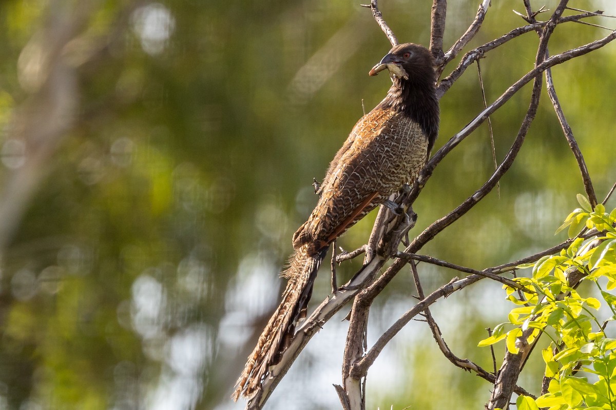 Pheasant Coucal - Dana Cameron