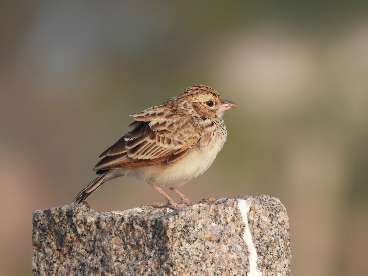 Indian Bushlark - ML516358011