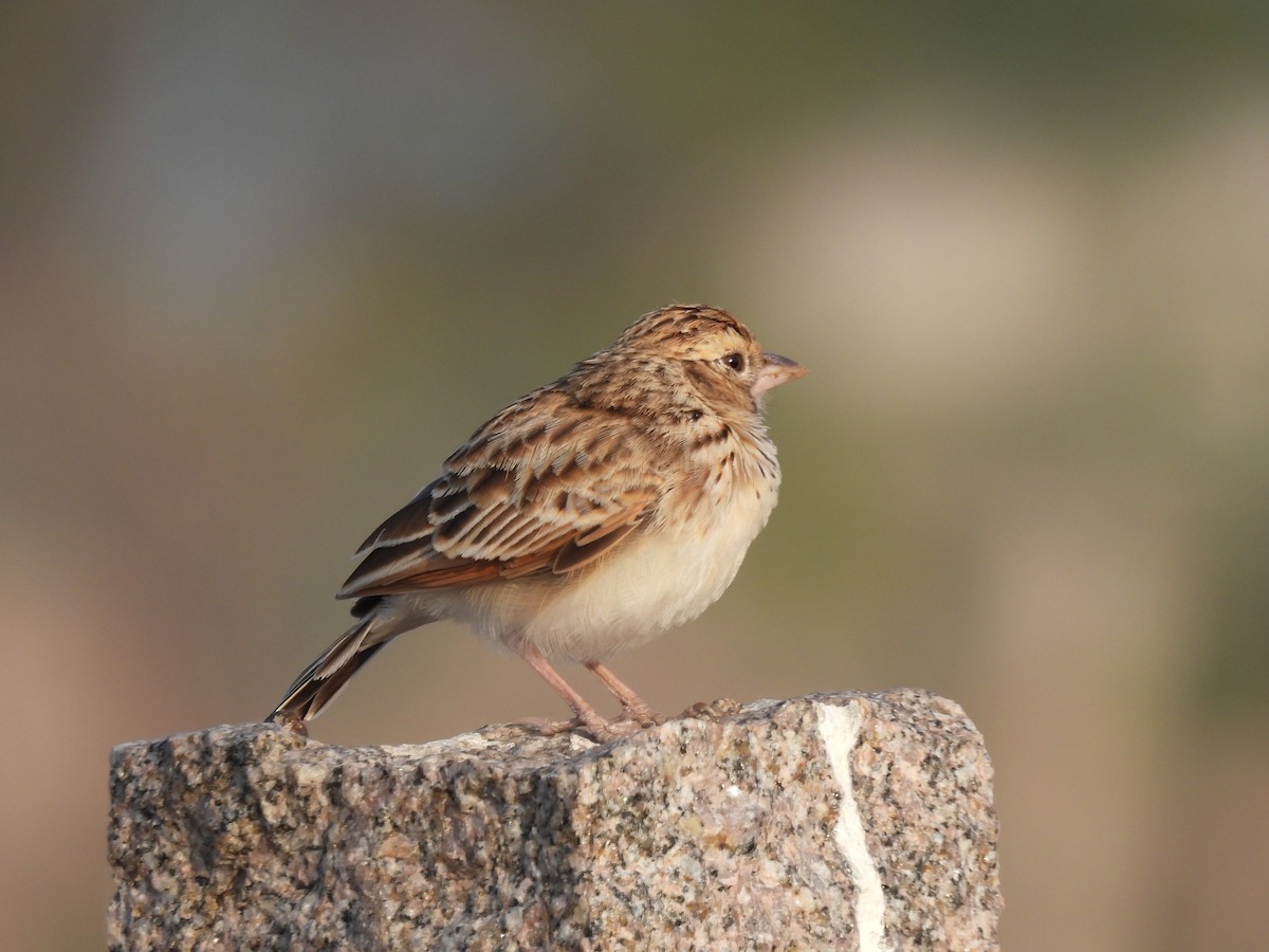 Indian Bushlark - ML516358041