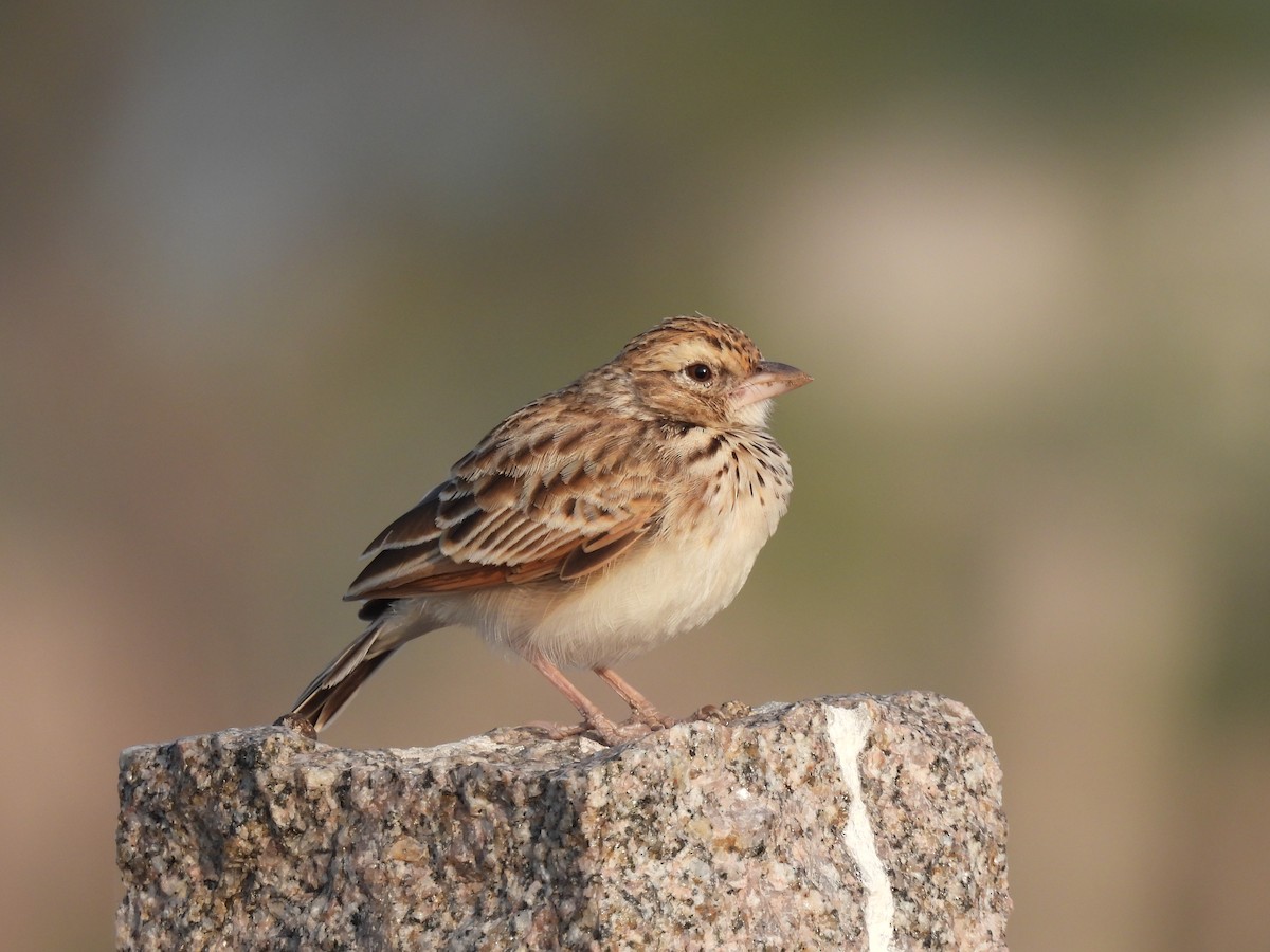 Indian Bushlark - ML516358061