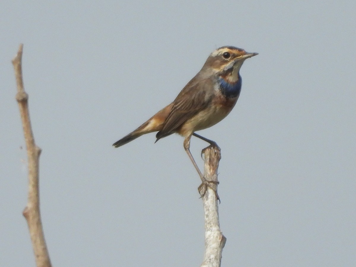 Bluethroat - ML516358281