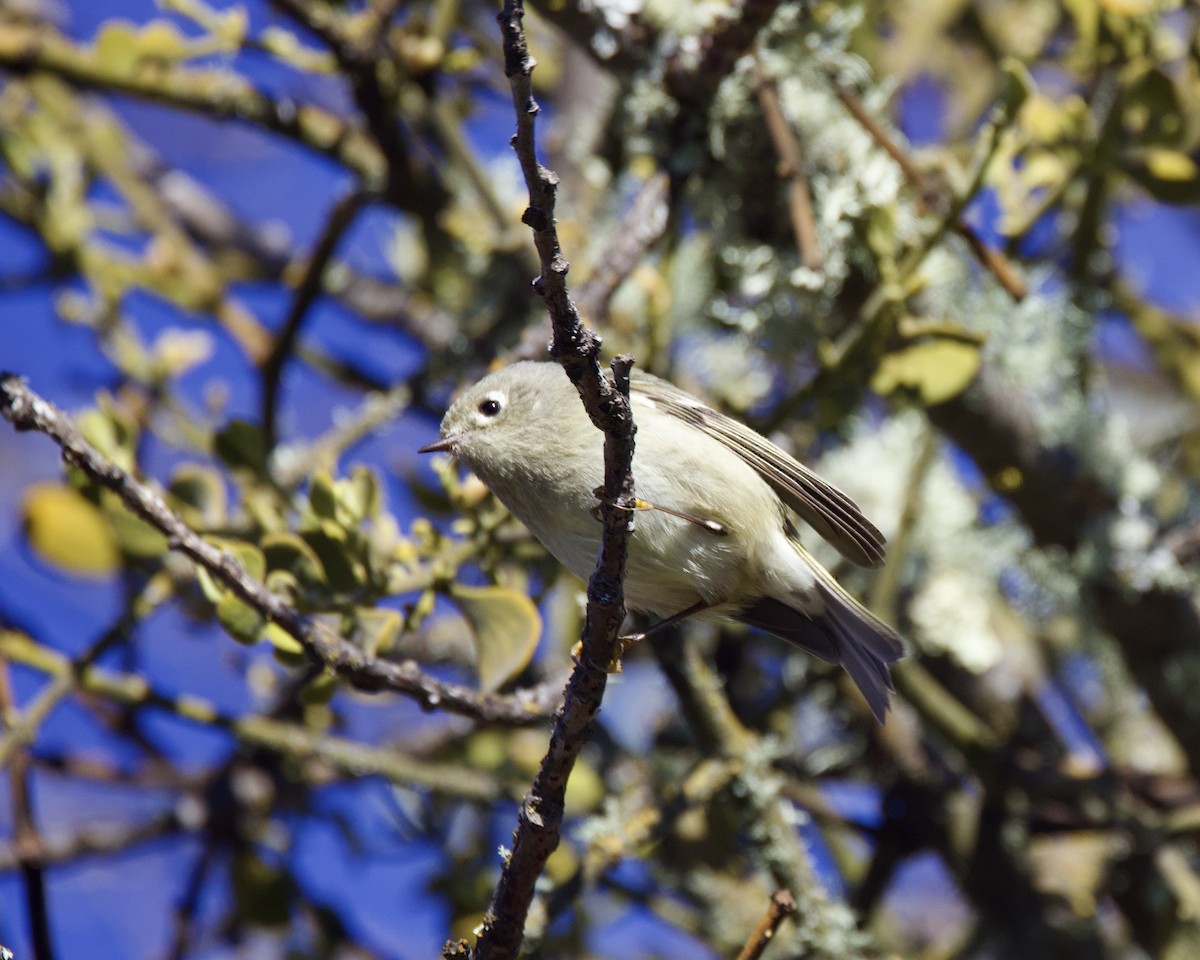 Ruby-crowned Kinglet - ML516359791