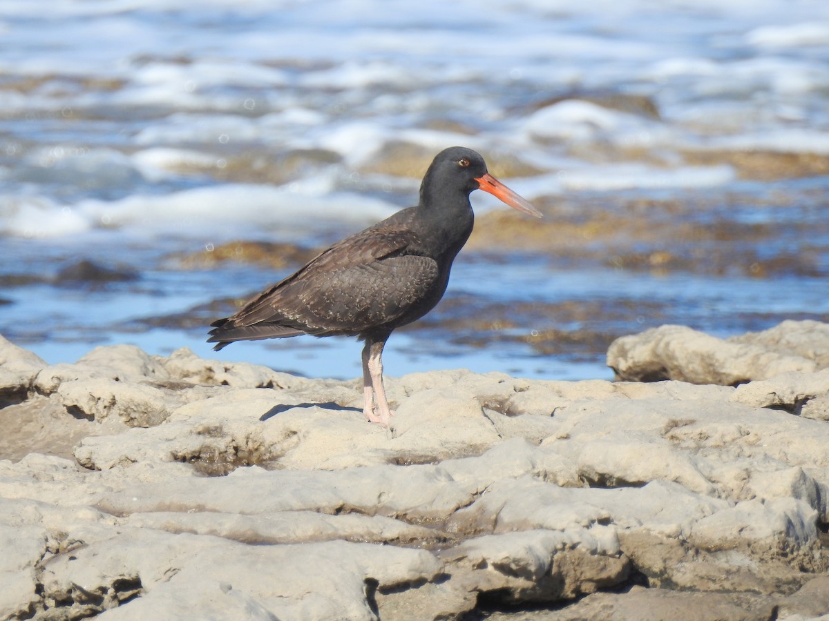 Blackish Oystercatcher - ML51635991