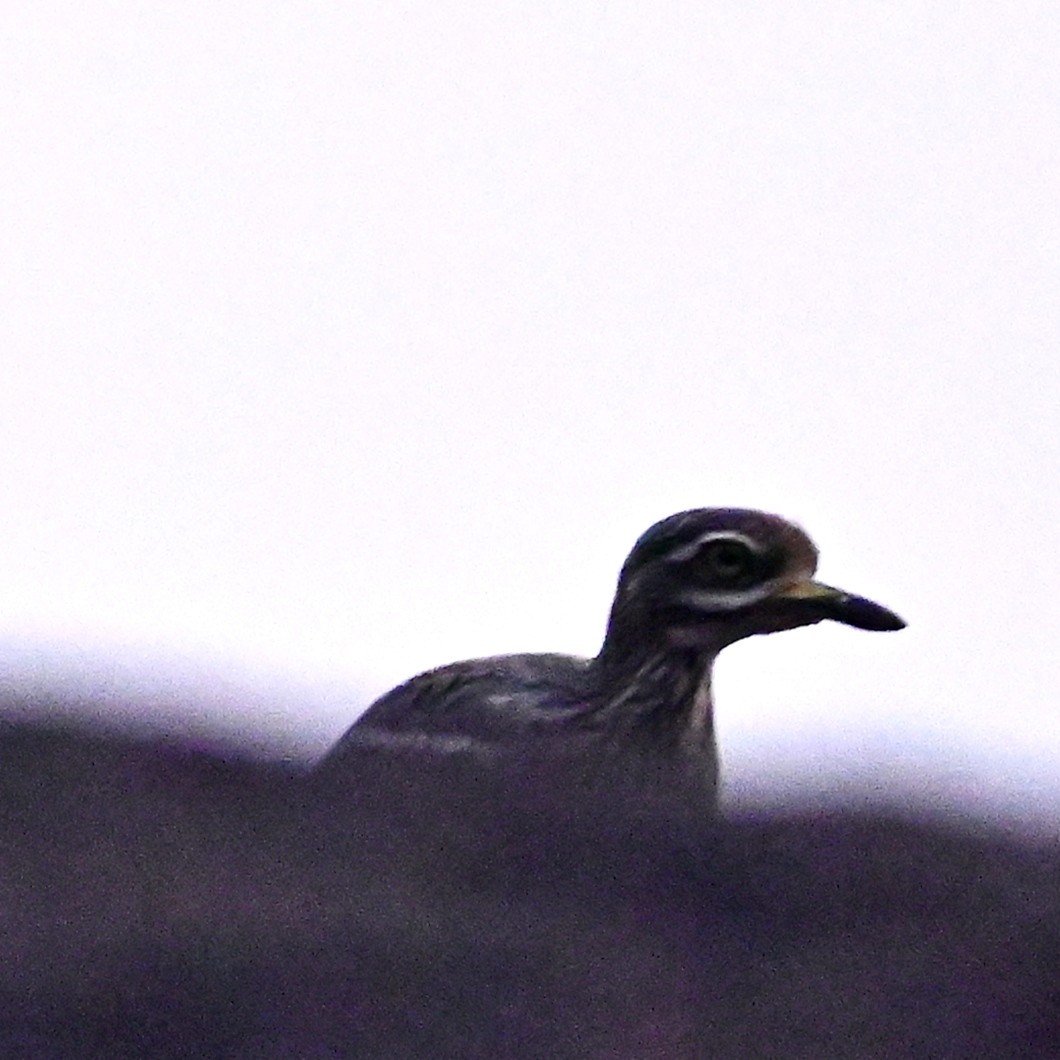 Indian Thick-knee - ML516361161