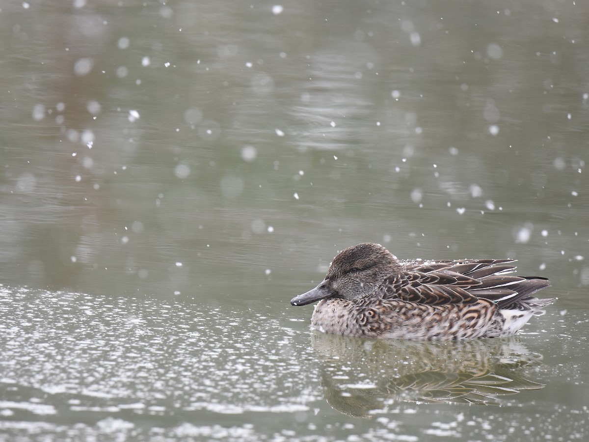 Green-winged Teal - Yojiro Nagai