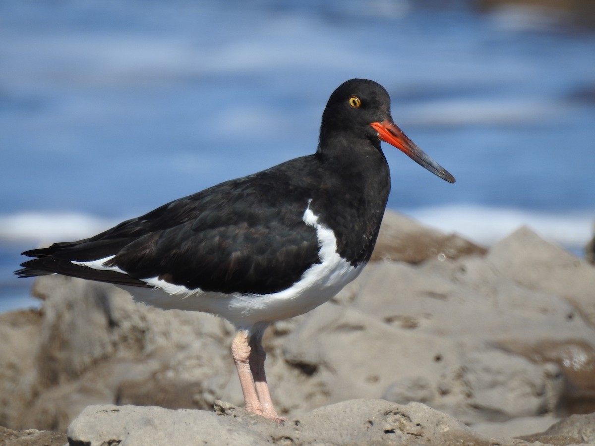 Magellanic Oystercatcher - ML51636191