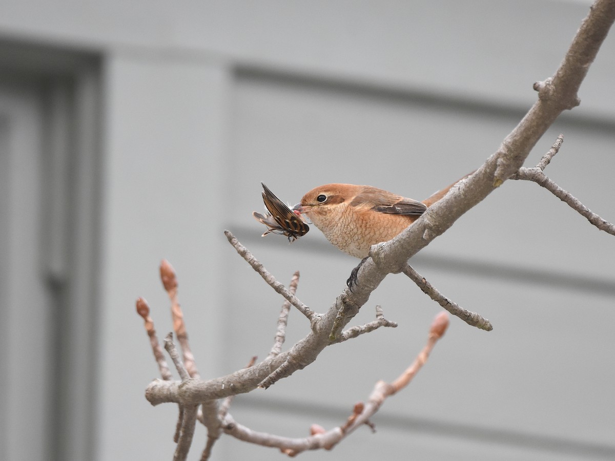 Bull-headed Shrike - ML516361971