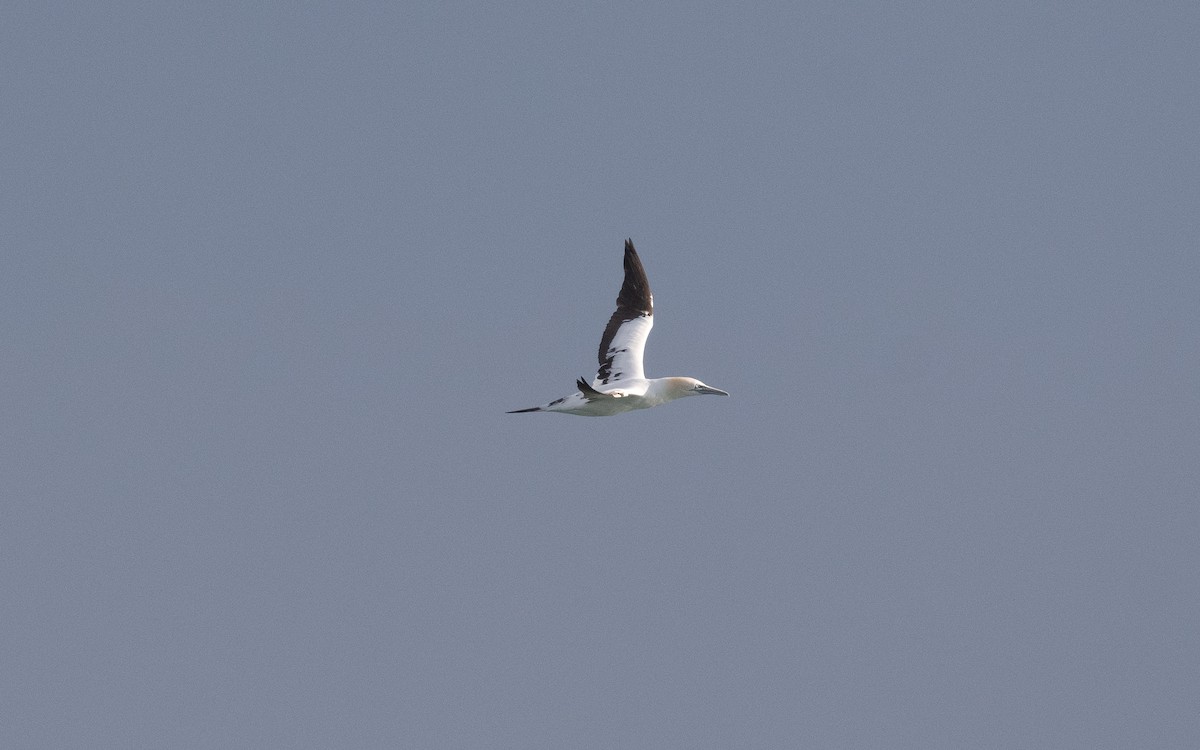 Northern Gannet - ML516362681