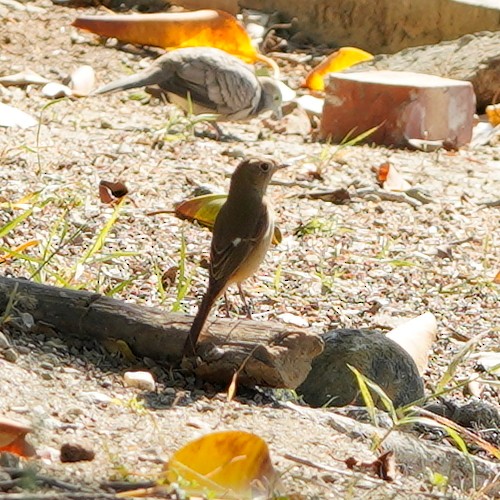 Daurian Redstart - ML516363441