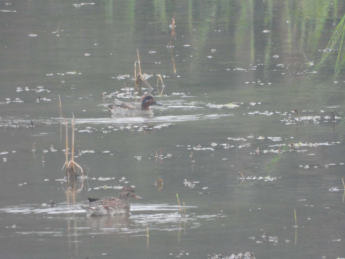 Green-winged Teal - ML516363521