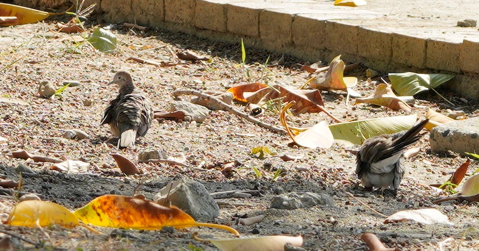 Zebra Dove - ML516363621