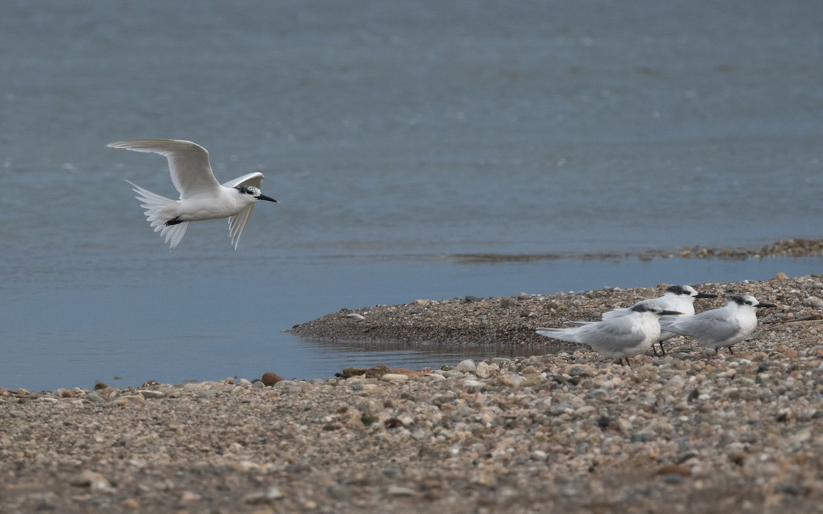 Sandwich Tern (Eurasian) - ML516364911