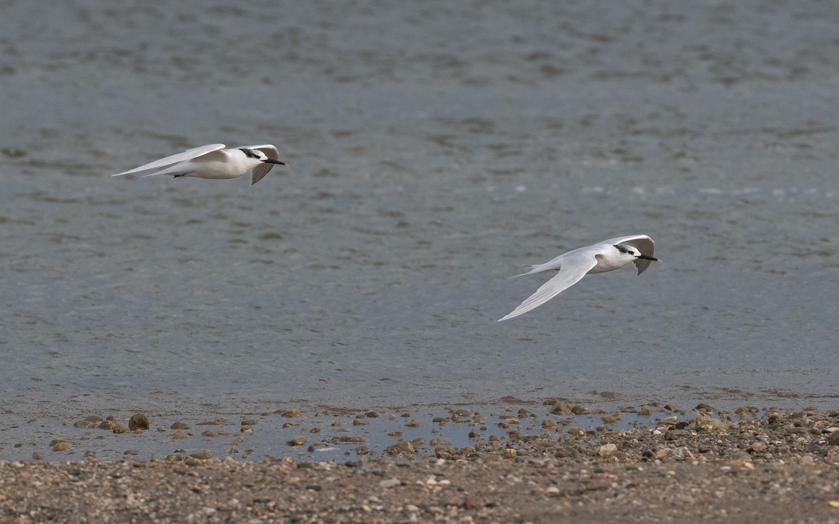 Sandwich Tern (Eurasian) - ML516364921