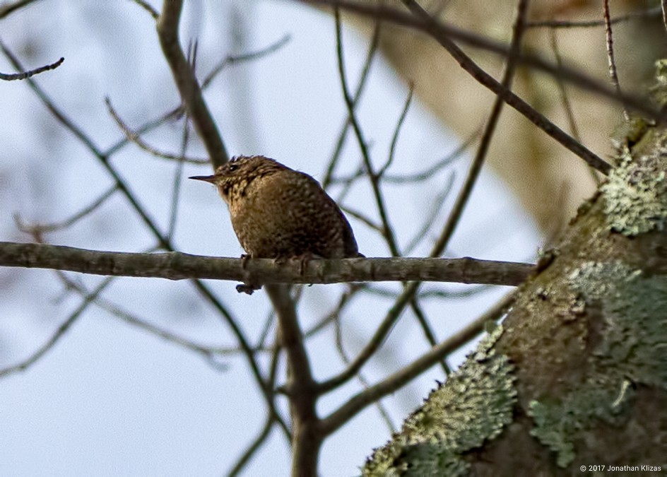 Troglodyte des forêts - ML51636541