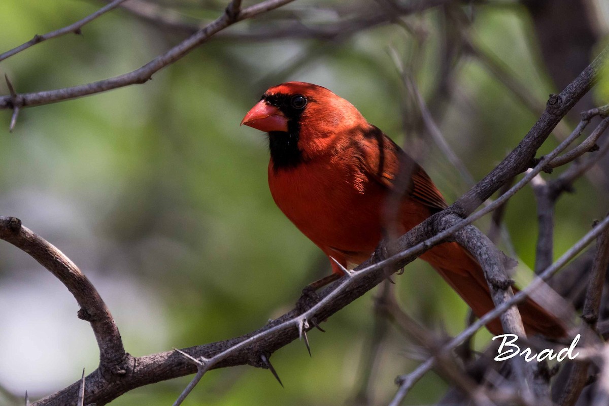 Cardinal rouge - ML51636601