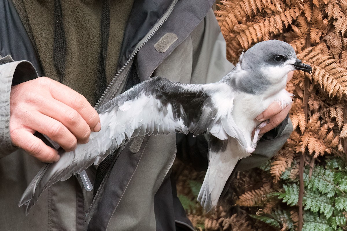 Chatham Petrel - ML516366771