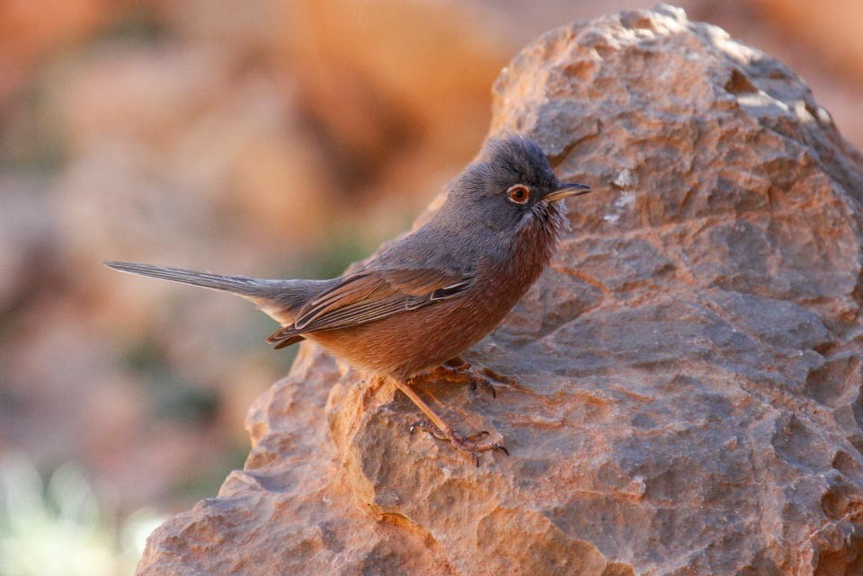 Tristram's Warbler - ML51636811