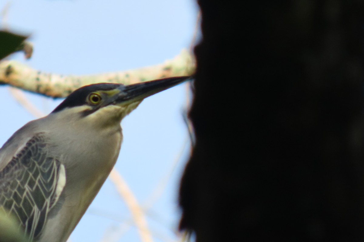 Striated Heron - Sharvan Haritharan