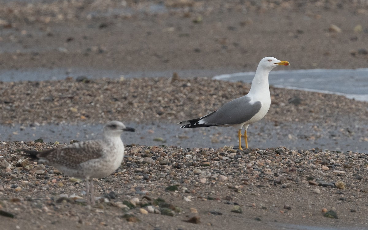 Yellow-legged Gull - ML516368871