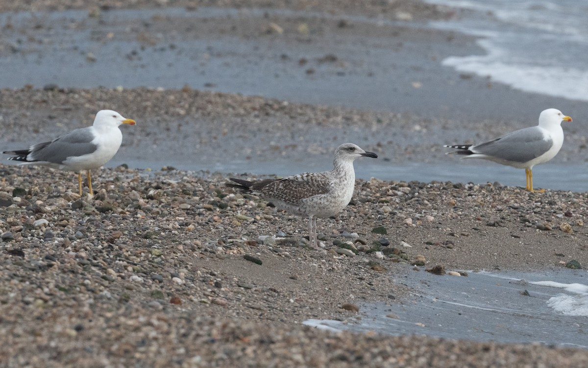 Yellow-legged Gull - ML516368881