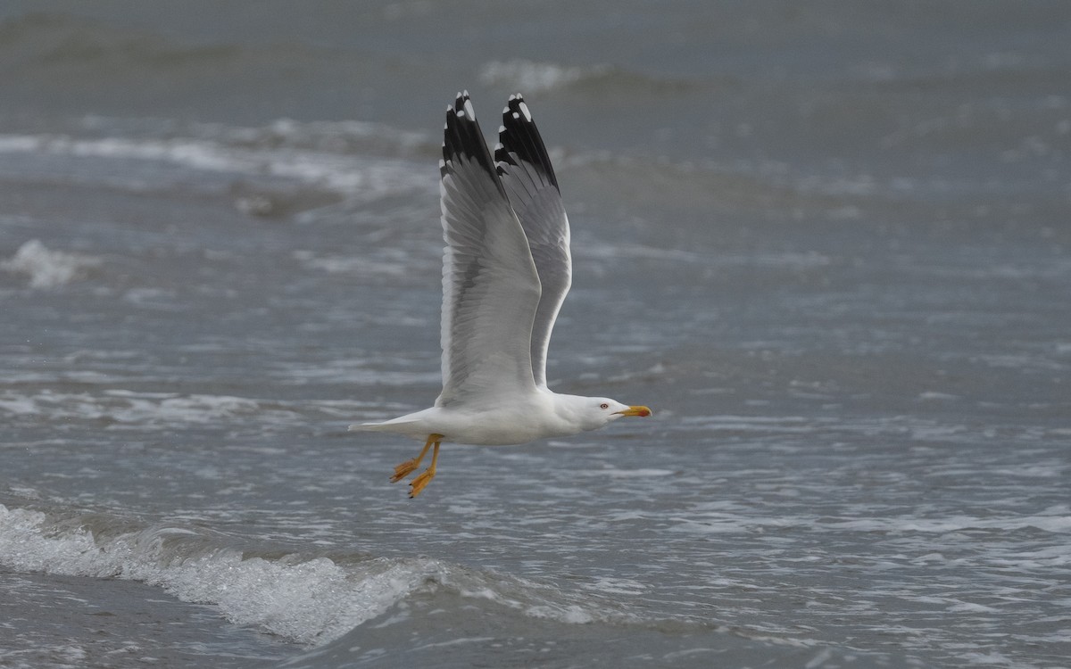 Yellow-legged Gull - ML516368891