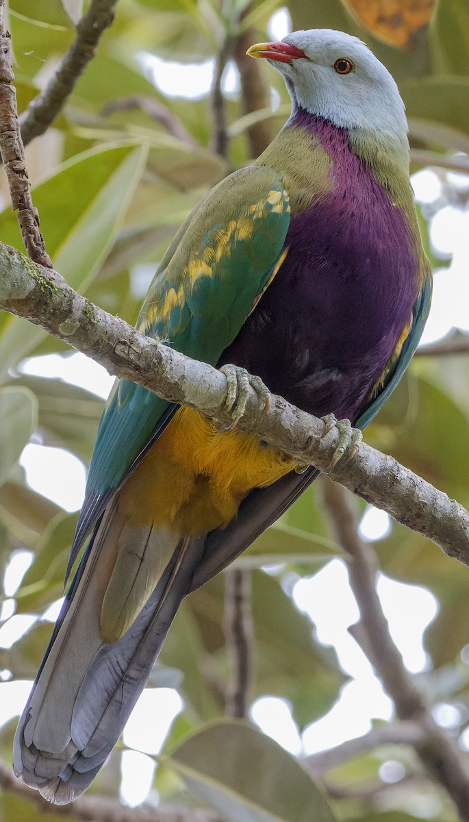 Wompoo Fruit-Dove - Ben Johns