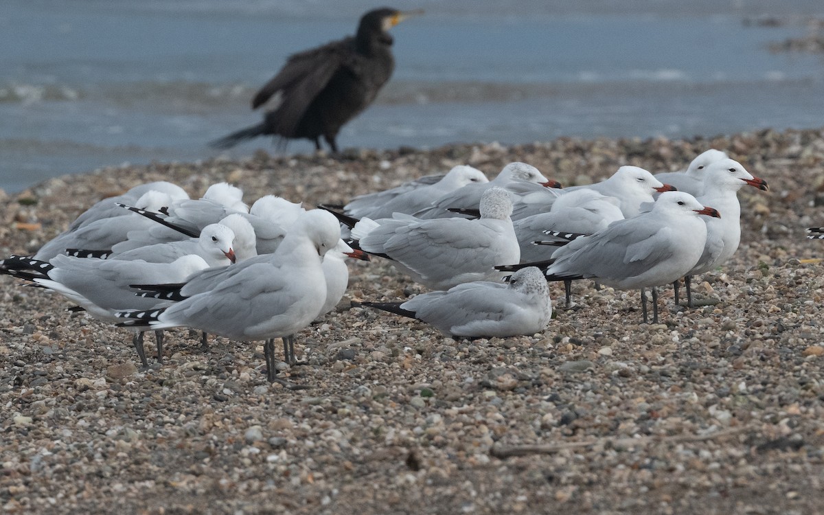 Audouin's Gull - ML516370661