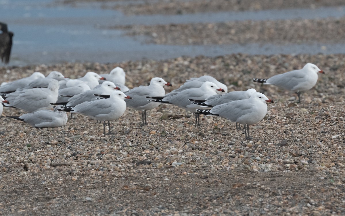 Audouin's Gull - ML516370671