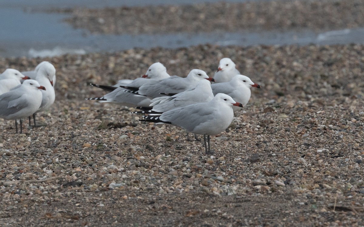Audouin's Gull - ML516370681
