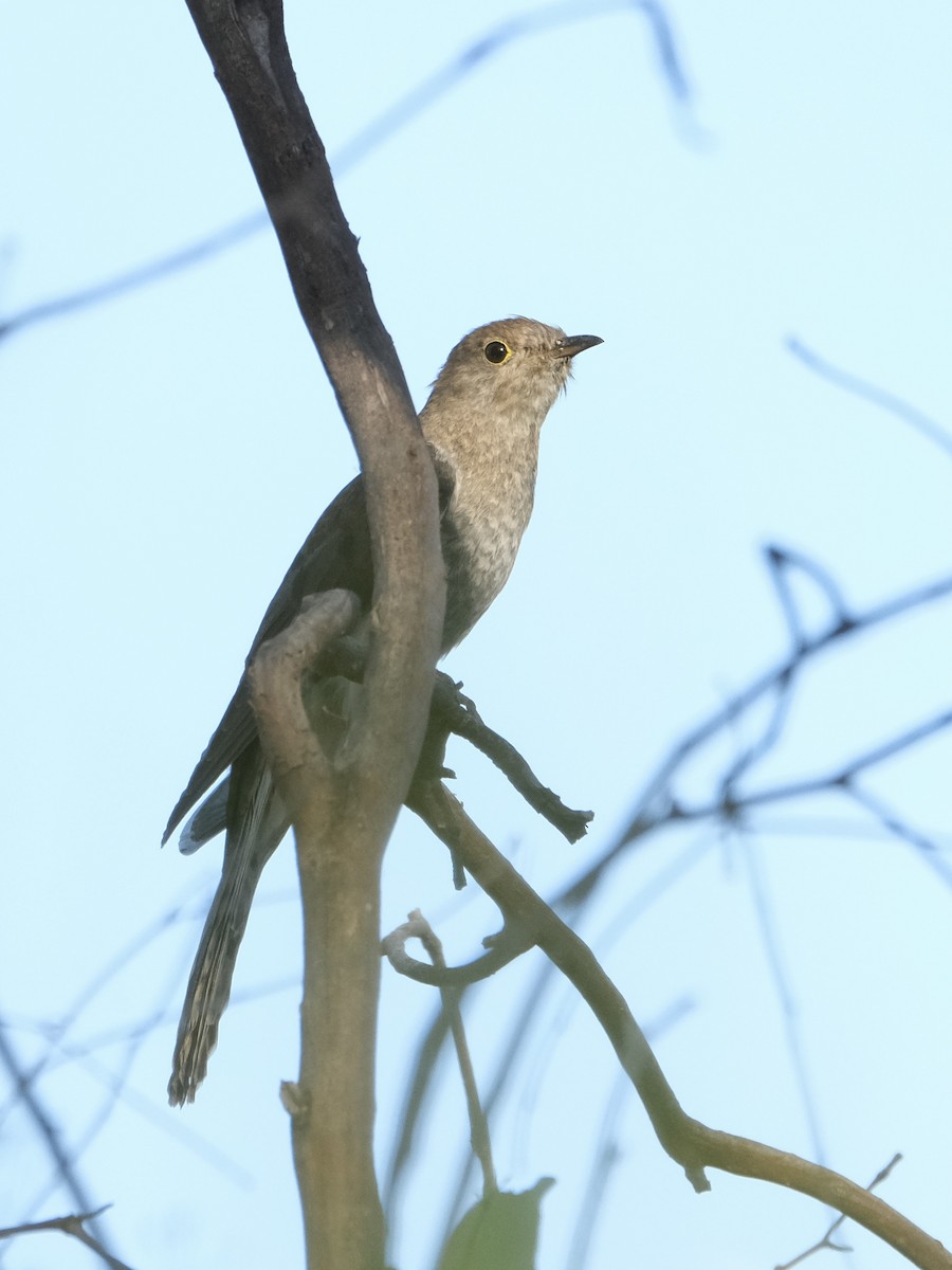 Fan-tailed Cuckoo - ML516372081
