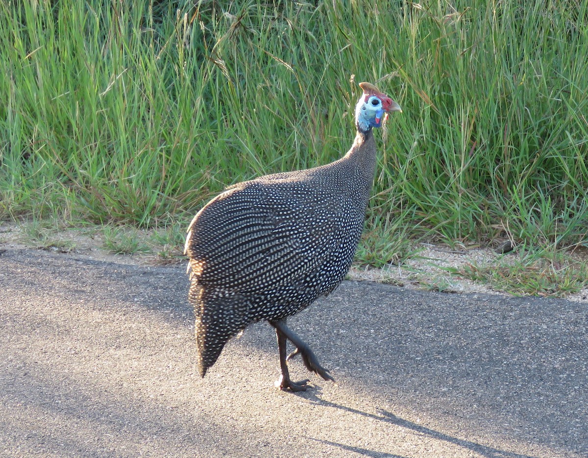 Helmeted Guineafowl - ML516372431