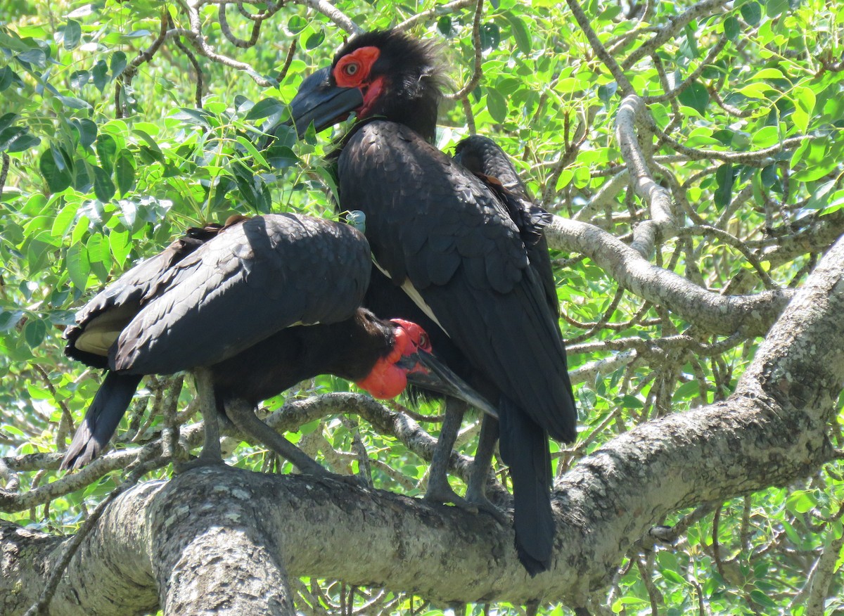 Southern Ground-Hornbill - Brad Arthur