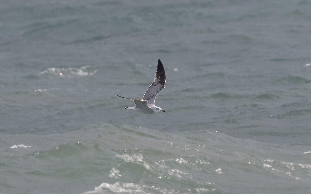 Audouin's Gull - ML516375021