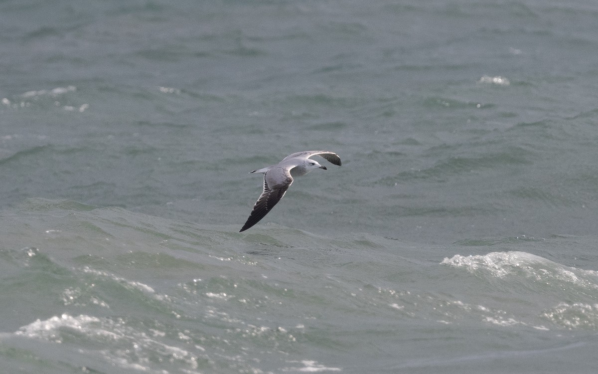 Audouin's Gull - ML516375041